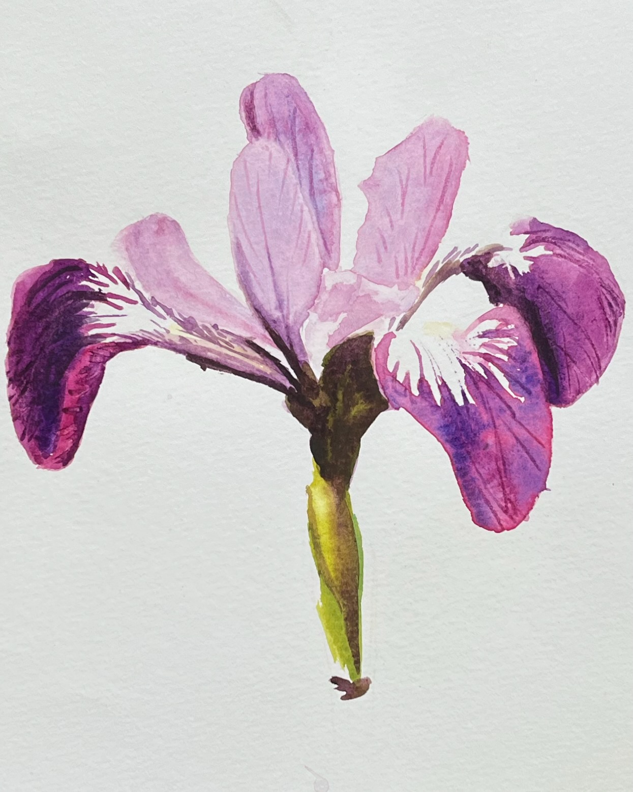 Pond Iris