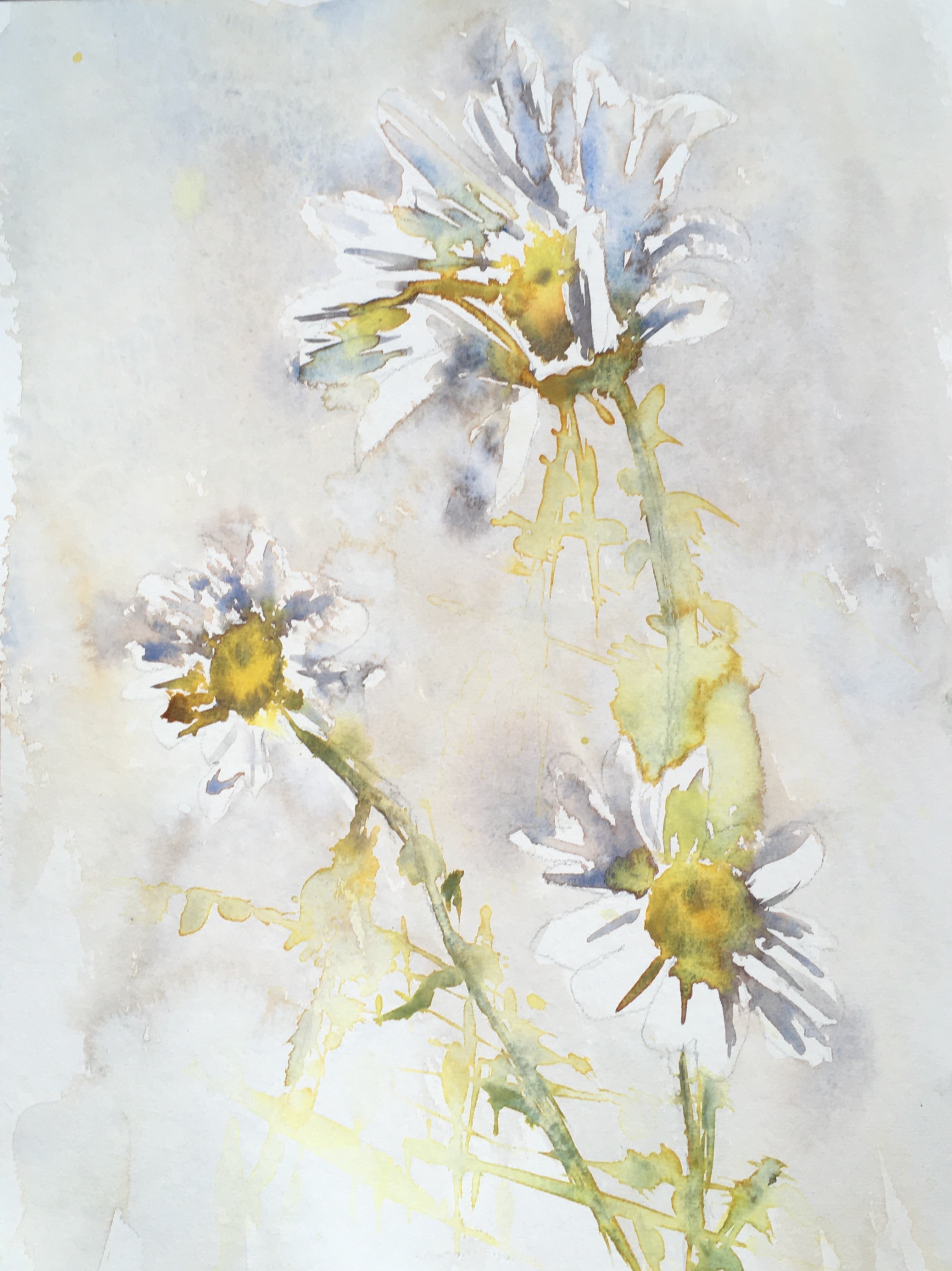 Summer Daisies