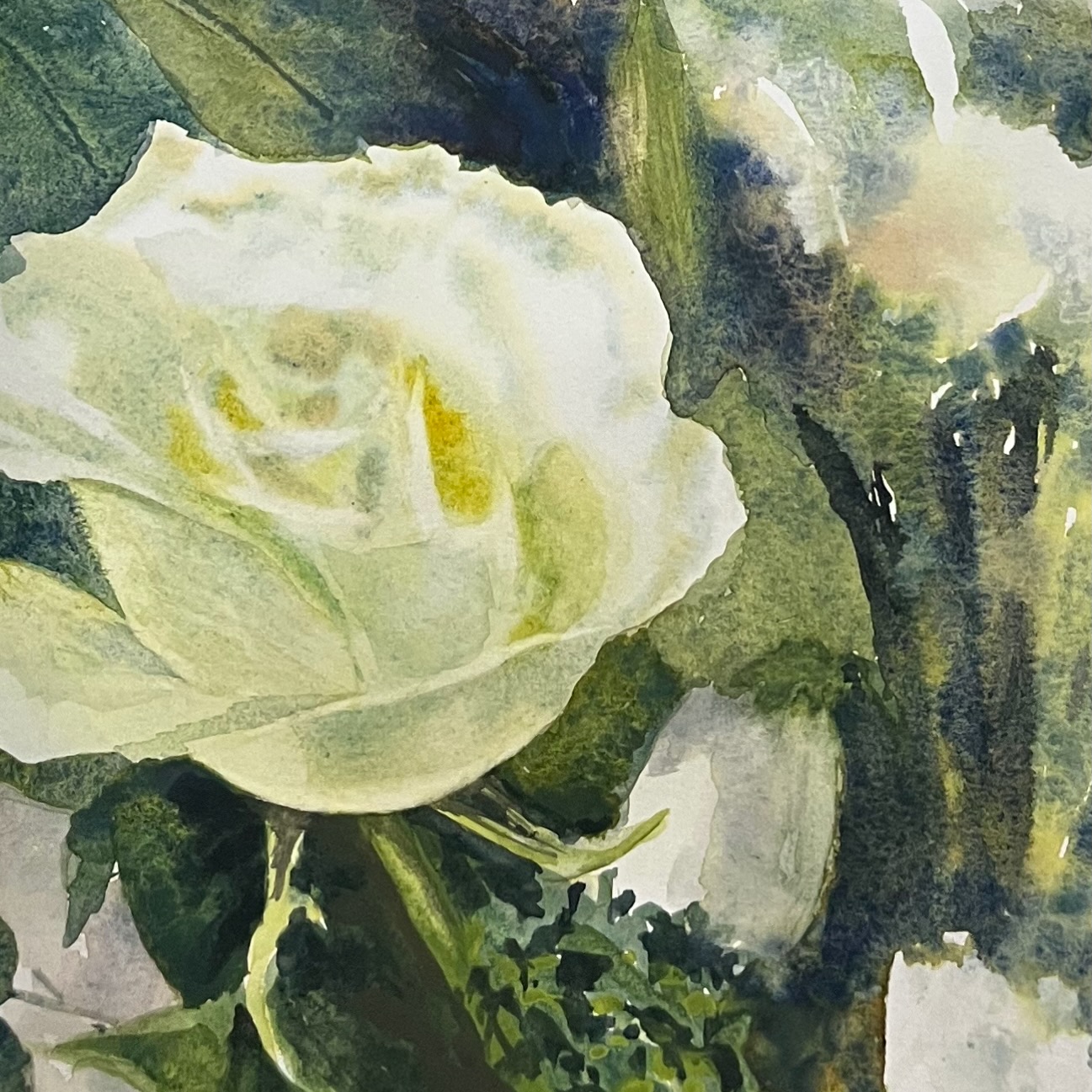 White rose
