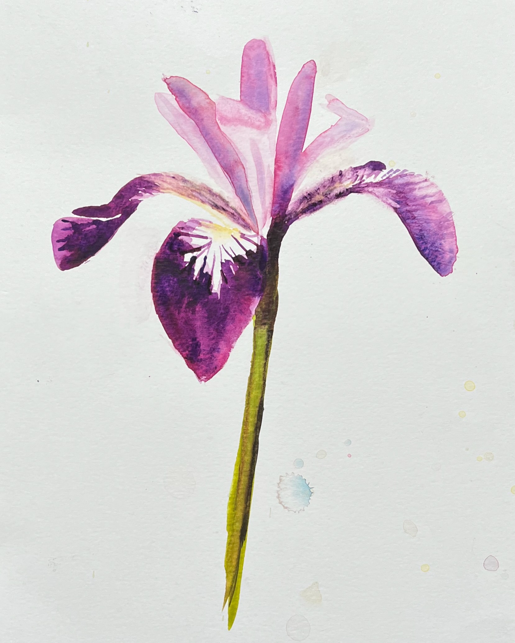 Iris Sibirica