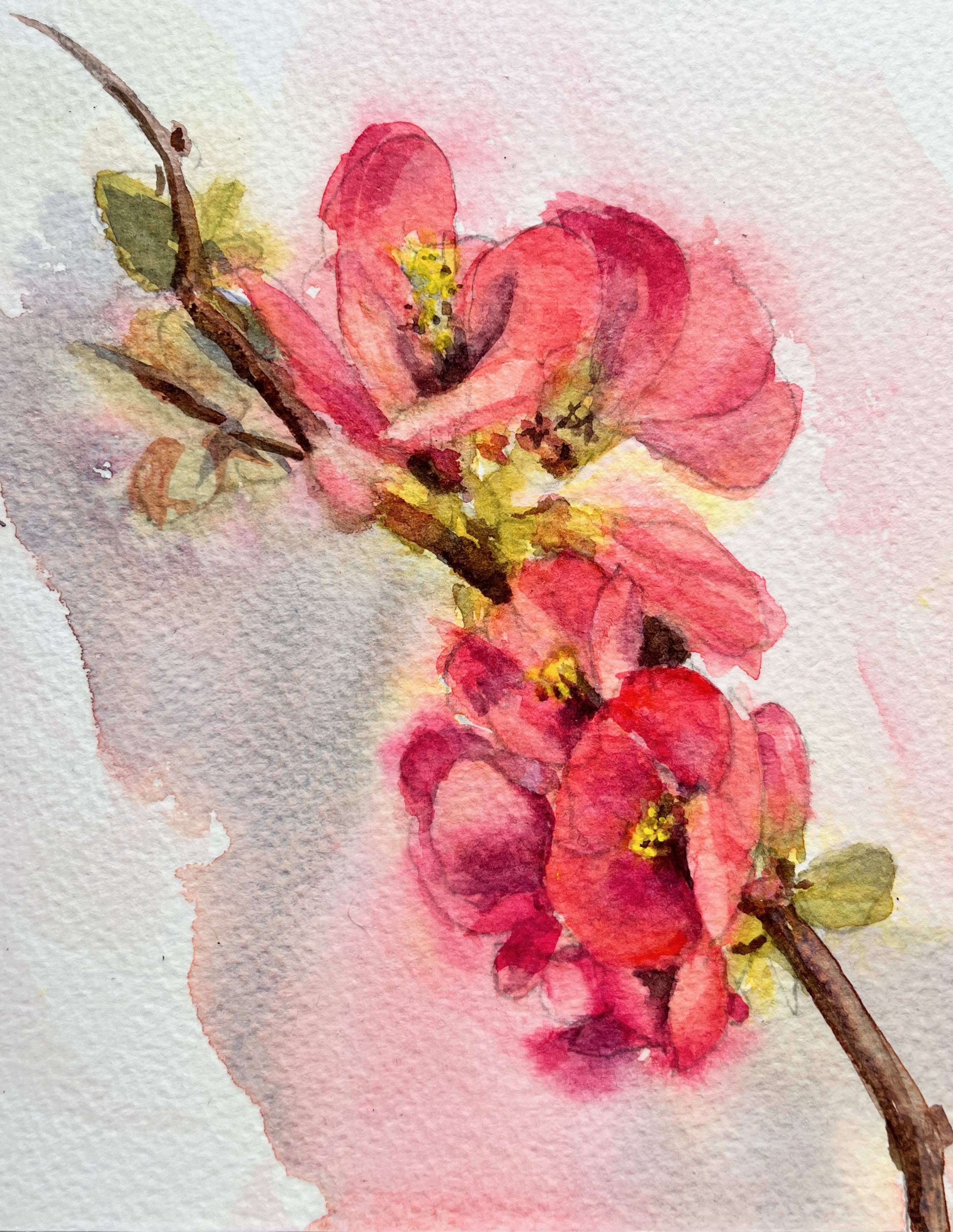 Japanese Quince