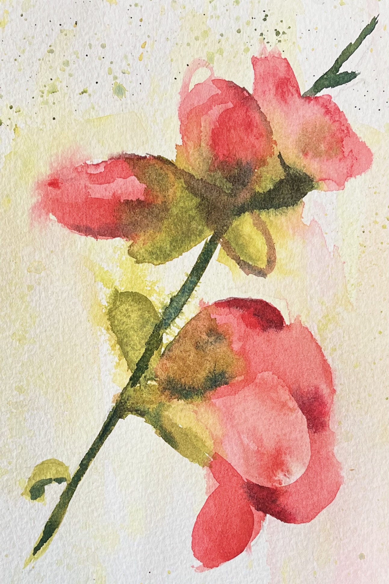 Softly Quince