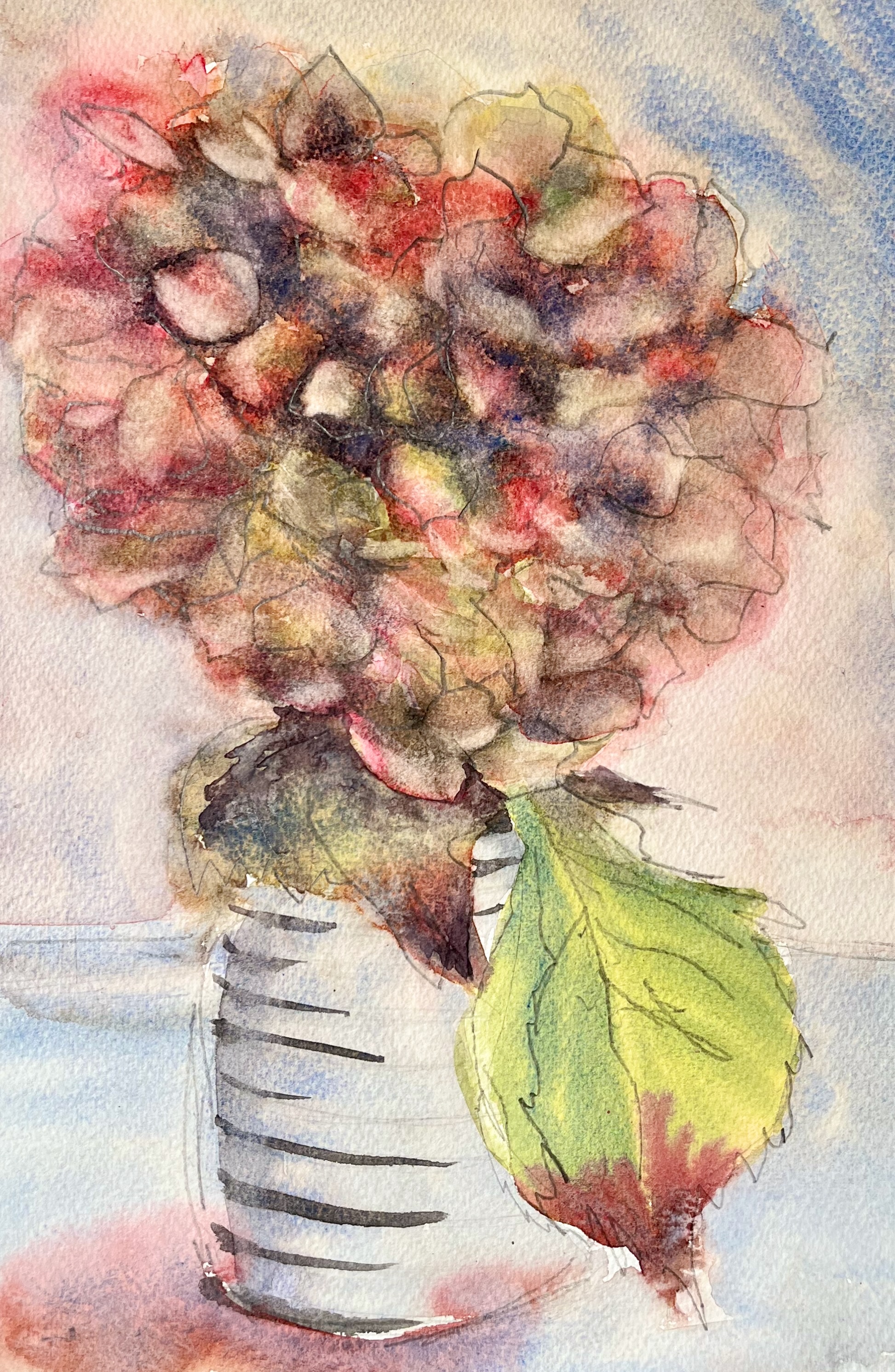 Hydrangea afternoon