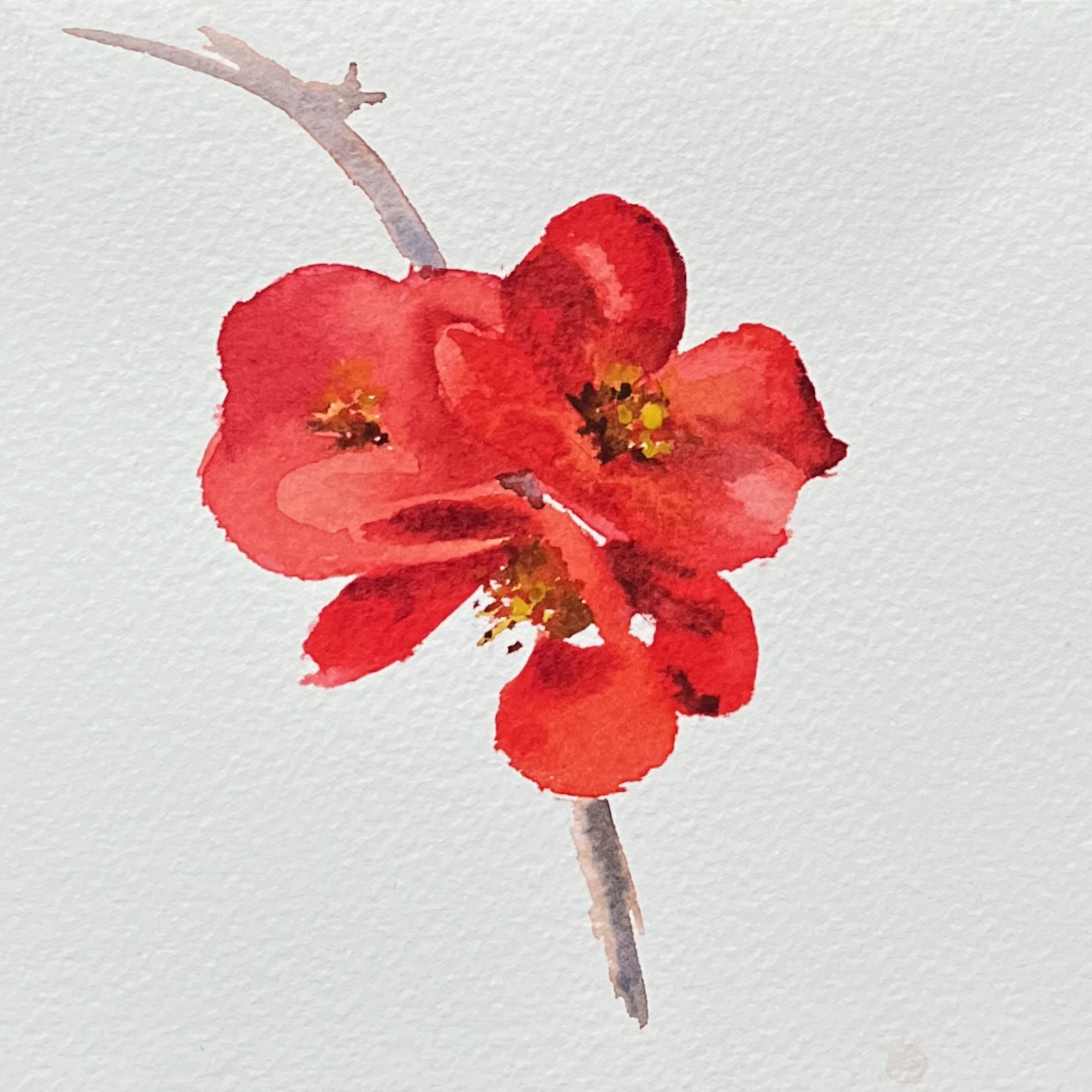 Japanese Quince 2